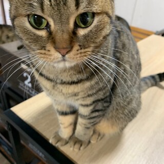 153匹多頭飼育崩壊からのレスキュー★おこちゃん