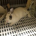 うさぎさんの里親探してます！