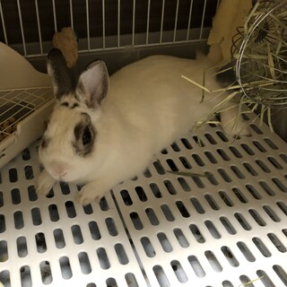うさぎさんの里親探してます！