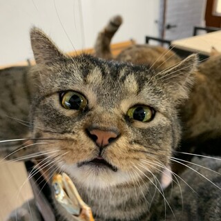 153匹多頭飼育崩壊からのレスキュー★桂くん