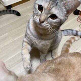 153匹多頭飼育崩壊からのレスキュー★かのんちゃん
