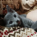 ロシアンブルーの子猫2ヶ月半