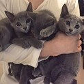ロシアンブルーの幼猫ちゃんの里親になってください。