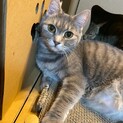 153匹多頭飼育崩壊からのレスキュー★なみえちゃん