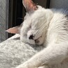 よしおかまる