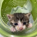 里親の方が決まりました。ありがとうございました。