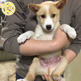 2カ月くらいの子犬達の家族募集！！
