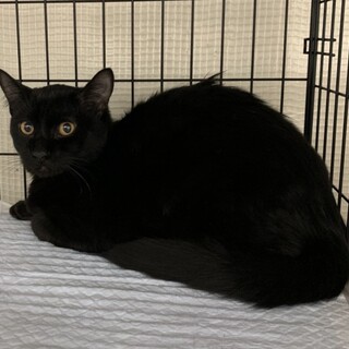 SOS!かまってかまって黒猫⭐️かなと君