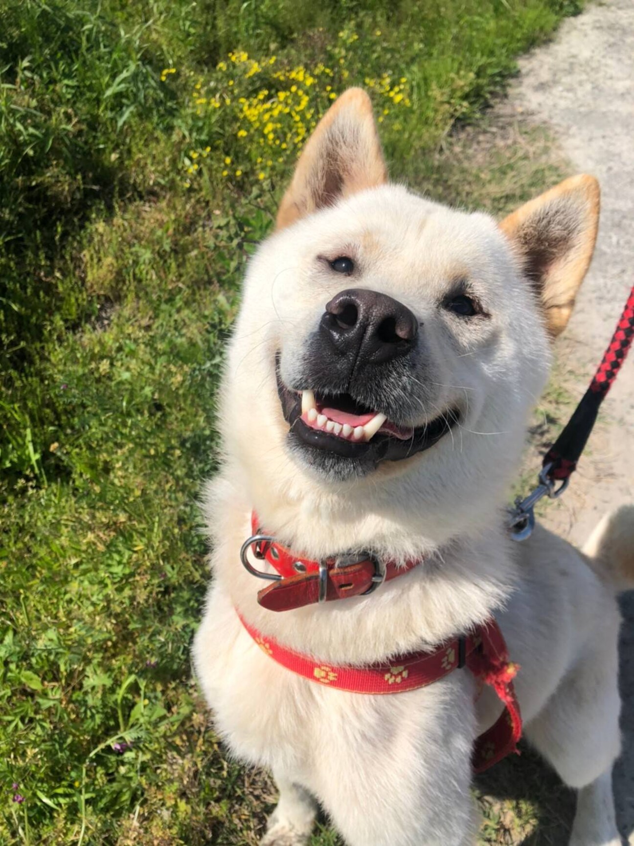 旧ゆうせいくん 人が大好 奈良県 犬の里親募集 ペットのおうち 月間利用者150万人