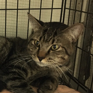 SOS!かまって欲しいキジトラ⭐️まこと君