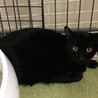 SOS!！人馴れしてます。綺麗な黒猫⭐️まあや サムネイル3