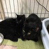 SOS!！人馴れしてます。綺麗な黒猫⭐️まあや サムネイル4