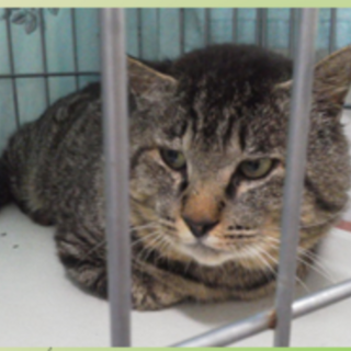 SOS人馴れしていますキジトラ男子⭐️たまきち