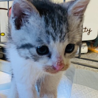 ①サバ君　1ヶ月　元気いっぱい