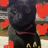 2才を迎えたリンちゃん。人が好き、先住のユメが大好き！しつこすぎてうなられてます
