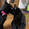 ユメandりん　　