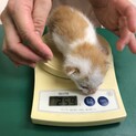 4/24頃に資材置場で生まれた子猫（3匹引取確定）