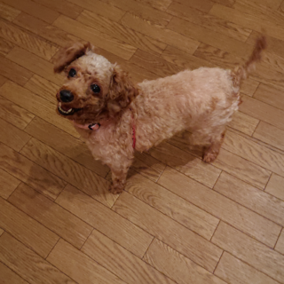 人大好き★トイプードル ジュリーちゃん 8歳