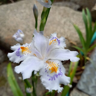 キジトラの女の子