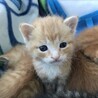 【うにちゃん】優しい家族に出会えてよかったです