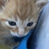 長ーく可愛いしっぽちゃん、ステキな家族に出会えて安心しました