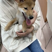さくら