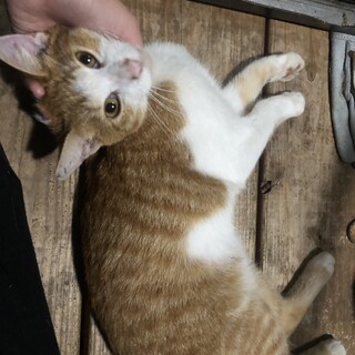 おうちに憧れているべったり甘えん坊の栗くん