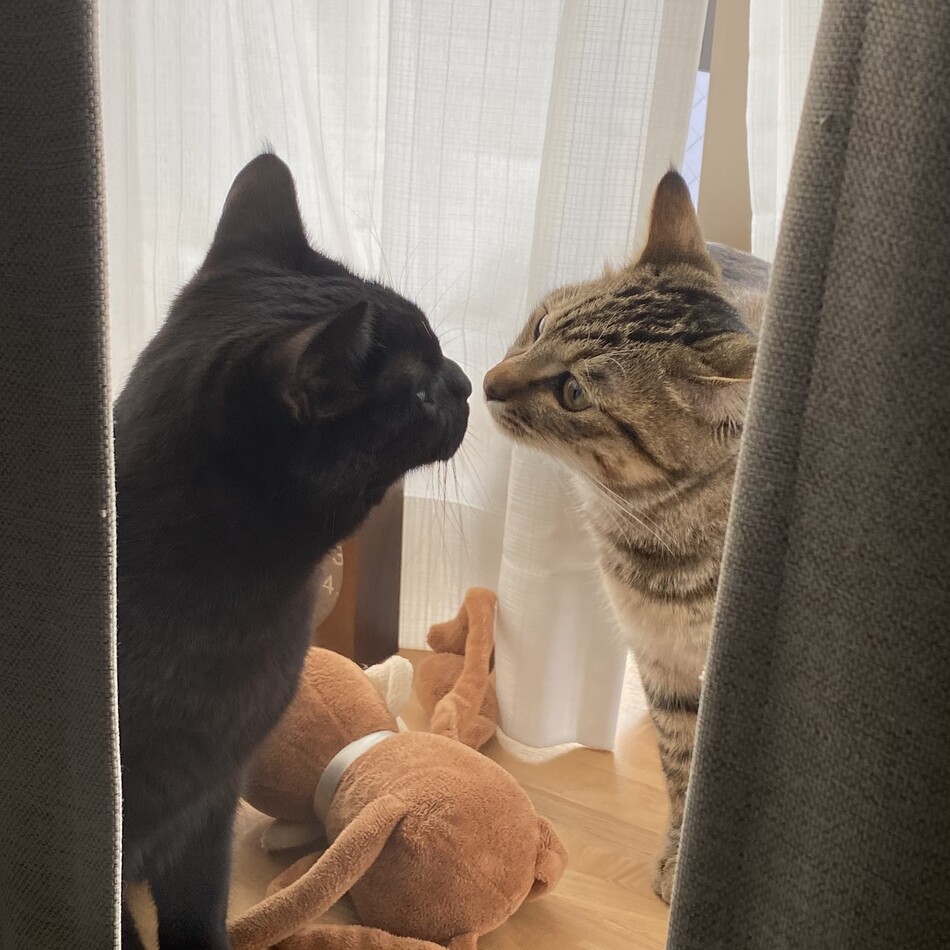 トロのカバー写真