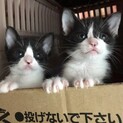スクスク元気な超甘えん坊黒白兄弟