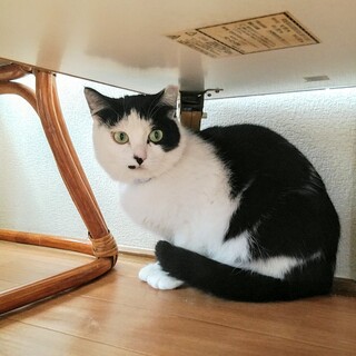 キリリと美しいまるちゃん