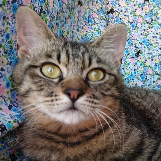 あまえんぼ♪シマシマ兄弟　短毛ベーグル君