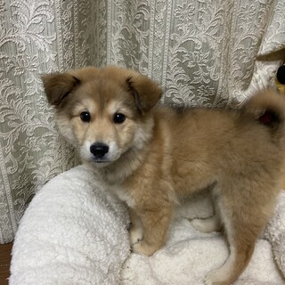 つきちゃん154☆しっぽふりふり