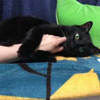 クロ