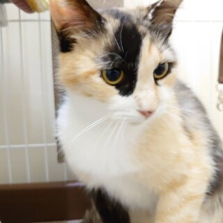 綺麗なマーブル三毛　あかねちゃん