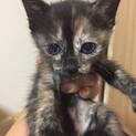 生後1ヶ月兄妹