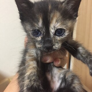 生後1ヶ月兄妹