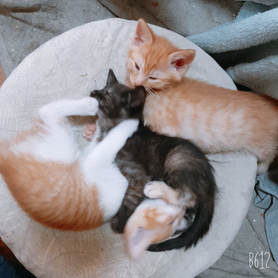 モカのカバー写真