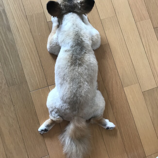 ぎっのカバー写真