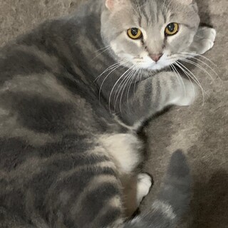 153匹多頭飼育崩壊からのレスキュー★りゅうくん