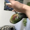 ぶら下がるのが大好き(笑)