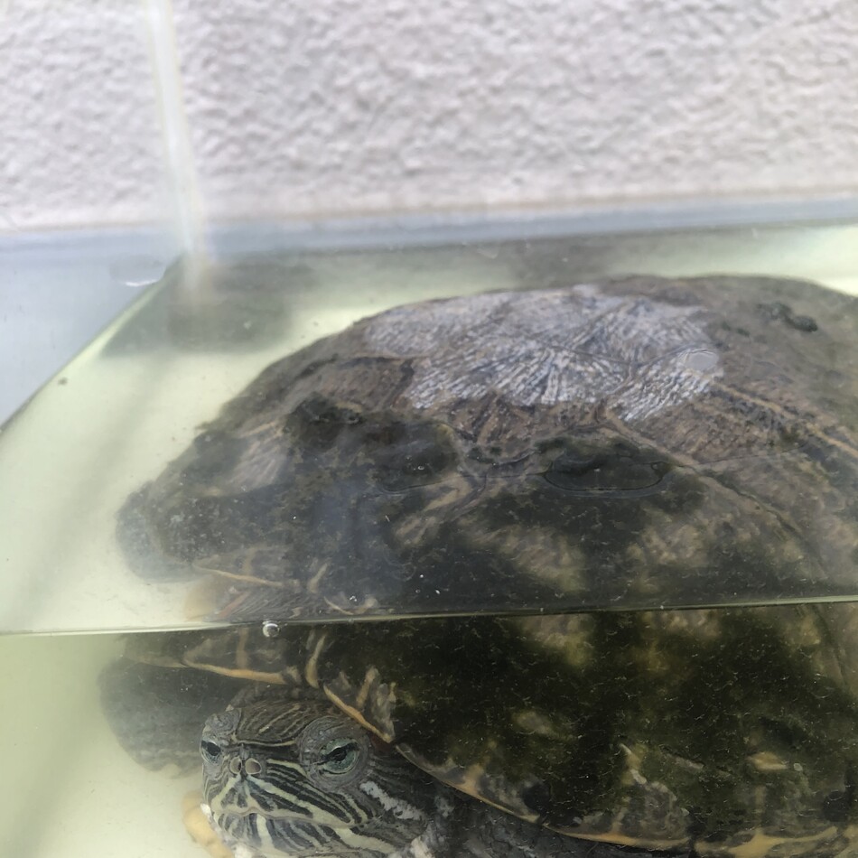 かめぞうのカバー写真