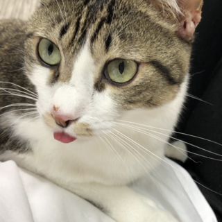 ビッグなポンちゃん！人懐こくて甘えん坊★