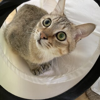 目が見えなくても平気だよ