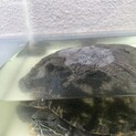 オラ！かめぞうです！　ミドリガメ