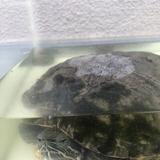 オラ！かめぞうです！　ミドリガメ