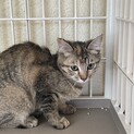おばあちゃんが猫を増やしてしまいました