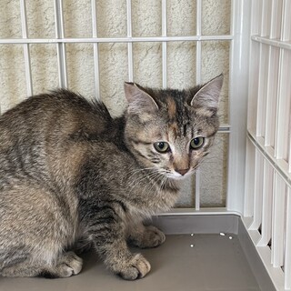 おばあちゃんが猫を増やしてしまいました