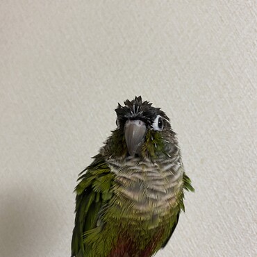 水浴び後♡洗面台の蛇口から直浴び‪w