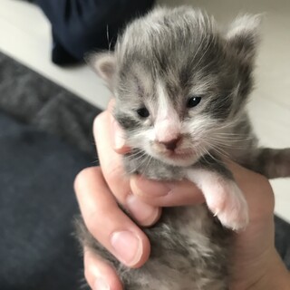 グレーの子猫ちゃん