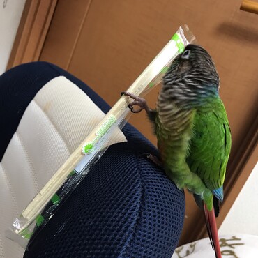 なんでもオモチャに(笑)この後、割りばしのビニール破いて、中身出してましたw